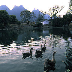 фото "Rurality Of Guilin"