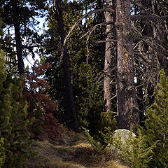 фото "Лес 2"