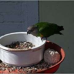 photo "The Evil Parrot"