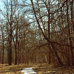 photo "Last snow."