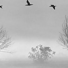 photo "In the morning of a foggy - duck flied...."