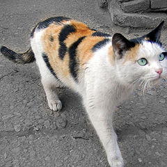 фото "Кот без сапог (CATalog)"