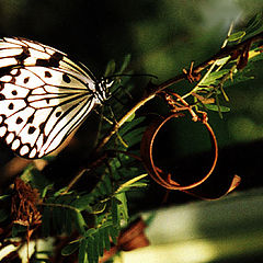 photo "Butterfly"