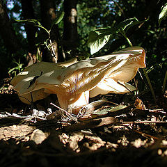 фото "Eat Me!"