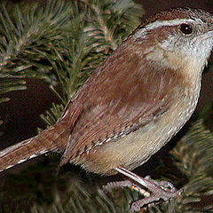 photo "Carolina Wren at Dusk..."