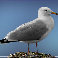 photo "Soft gull 2"