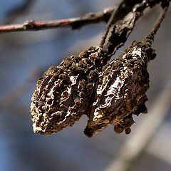 photo "dried plums"