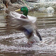 photo "Dancing on the water"