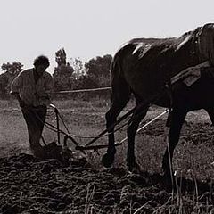 photo "...the plowman"