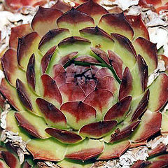 photo "Sempervivum"