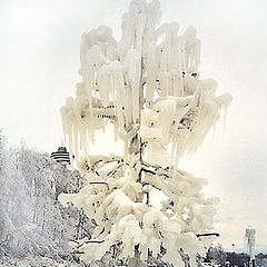 photo "Ice Tree"