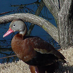 photo "Black Belly Whistling Duck"