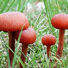 фото "Mushrooms"