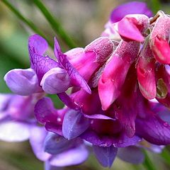 photo "Wild Peavine"