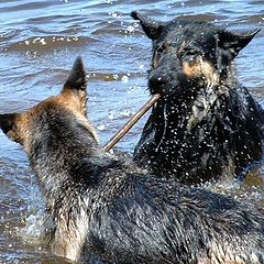 фото "Tug-O-War"