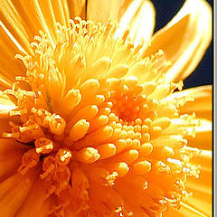 фото "Together"