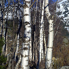 photo "Birches"