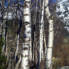 фото "Березы"