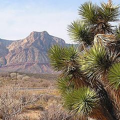 photo "Somewhere in Nevada"