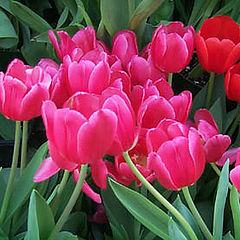 photo "Tulip Cluster"