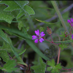 photo "Simply a flowers"