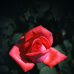 photo "Rose # 3"