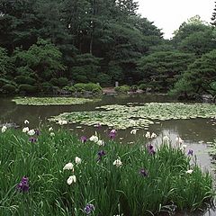 photo "Spring of japanese garden"