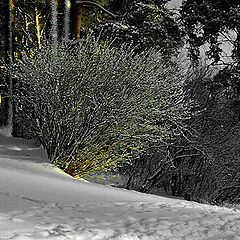 photo "Color comes with the Sun"