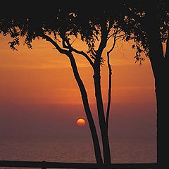 photo "Tree at Lake Michigan"