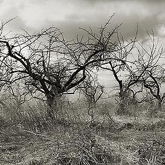 photo "Ghosts of the dead valley"