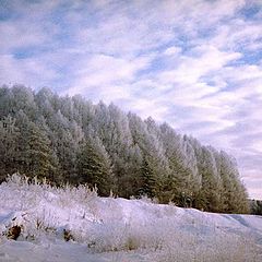 фото "Грачиная роща"