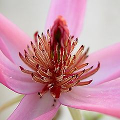 фото "Magnolia"