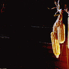 photo "Maize"