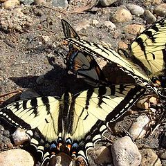 photo "Swallowtails in sun"