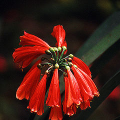 photo "Red Bells"