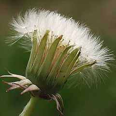 фото "Dandelion Days"