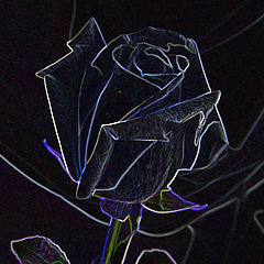 photo "Rose"