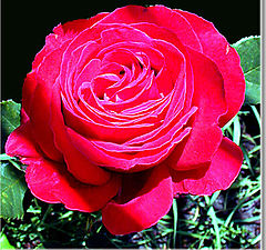 photo "Purple rose"