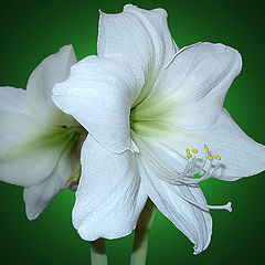 photo "White Lady in green tones"