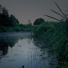 photo "The night... Good night."