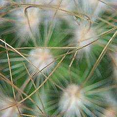 photo "spines"