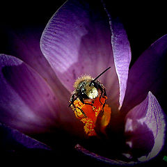 фото "Curious"