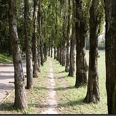 photo "The path of trees"