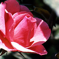 photo "Rose # 4"