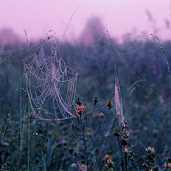photo "Violet morning"