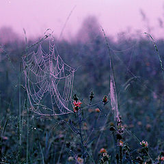 фото "Violet morning"