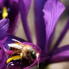 фото "лиловая пчела"