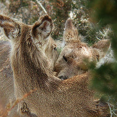 фото "The Kiss (2)"