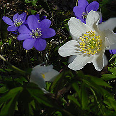 photo "Hepatica nobilis Schreber"