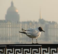 фото "Птицы города - Чайка"